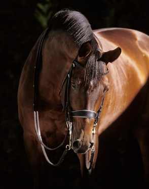 -Sport Horse Stall-